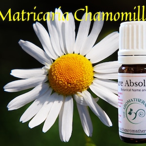 Chamomile German Absolute/ Origin France
