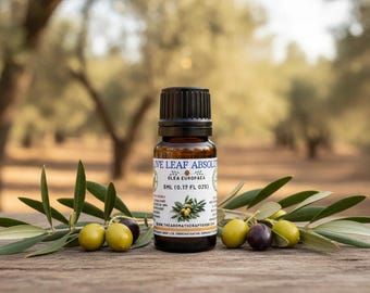 Absoluto de hoja de olivo