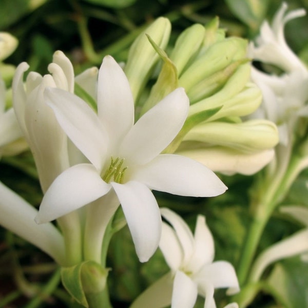 Tuberose Aroma Oil for Soap, Candles, Lotions and Shampoos