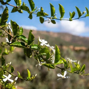 Op de afbeelding: Close-up van een bloeiende jasmijntak met heldergroene bladeren en delicate witte bloemen. De achtergrond toont een wazig uitzicht op een bergketen en een blauwe lucht, wat een natuurlijke, serene scène creëert.