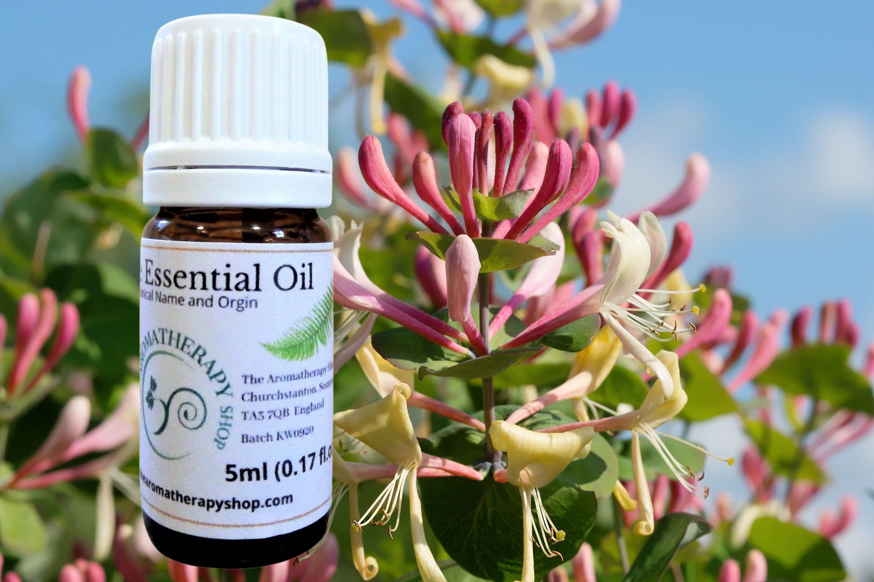 Honeysuckle Essential Oil