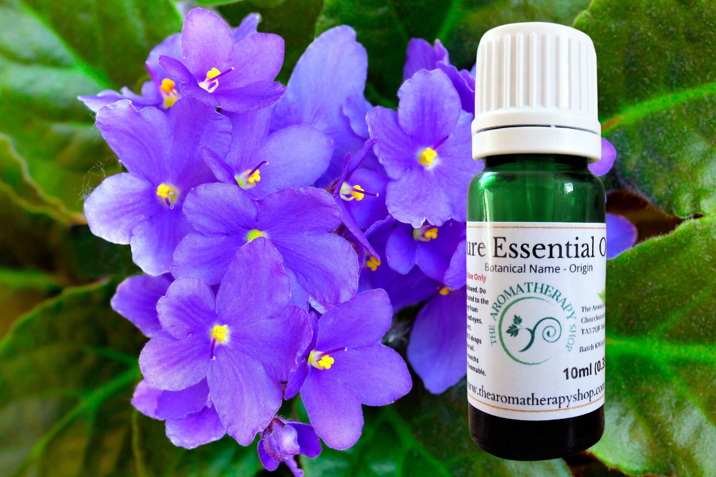 5ml (1/6oz) Violet Flower Absolute Essential Oil (Viola odorata) - Pure,  Undiluted, Uncut for Skin and Hair Care, Perfume, Fragrace, Aromatherapy
