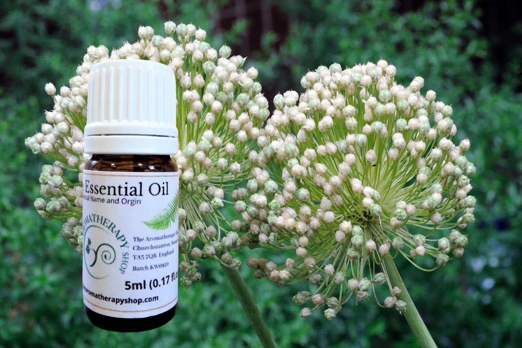 French Angelica Root Essential Oil / Organic