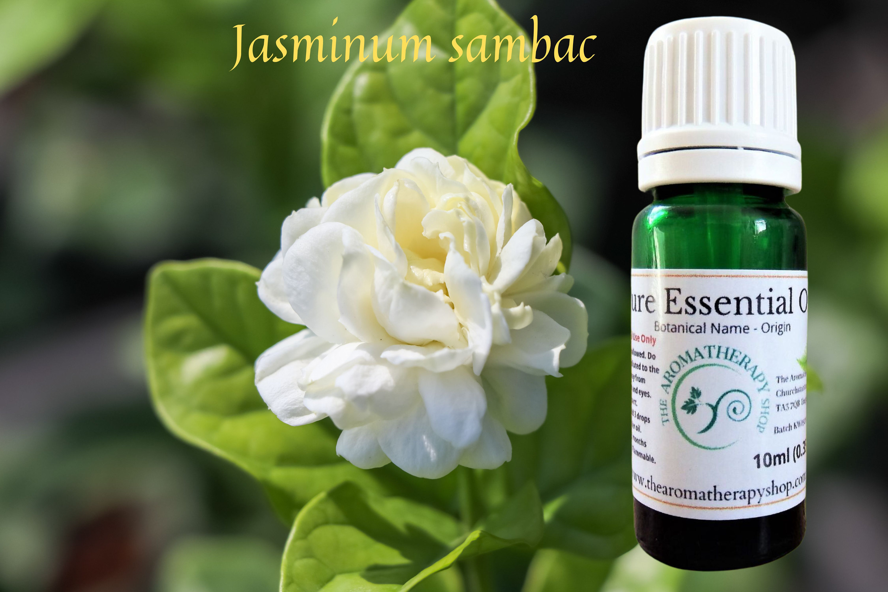 Jasmine Sambac Essential Oil / USDA Certified Organic