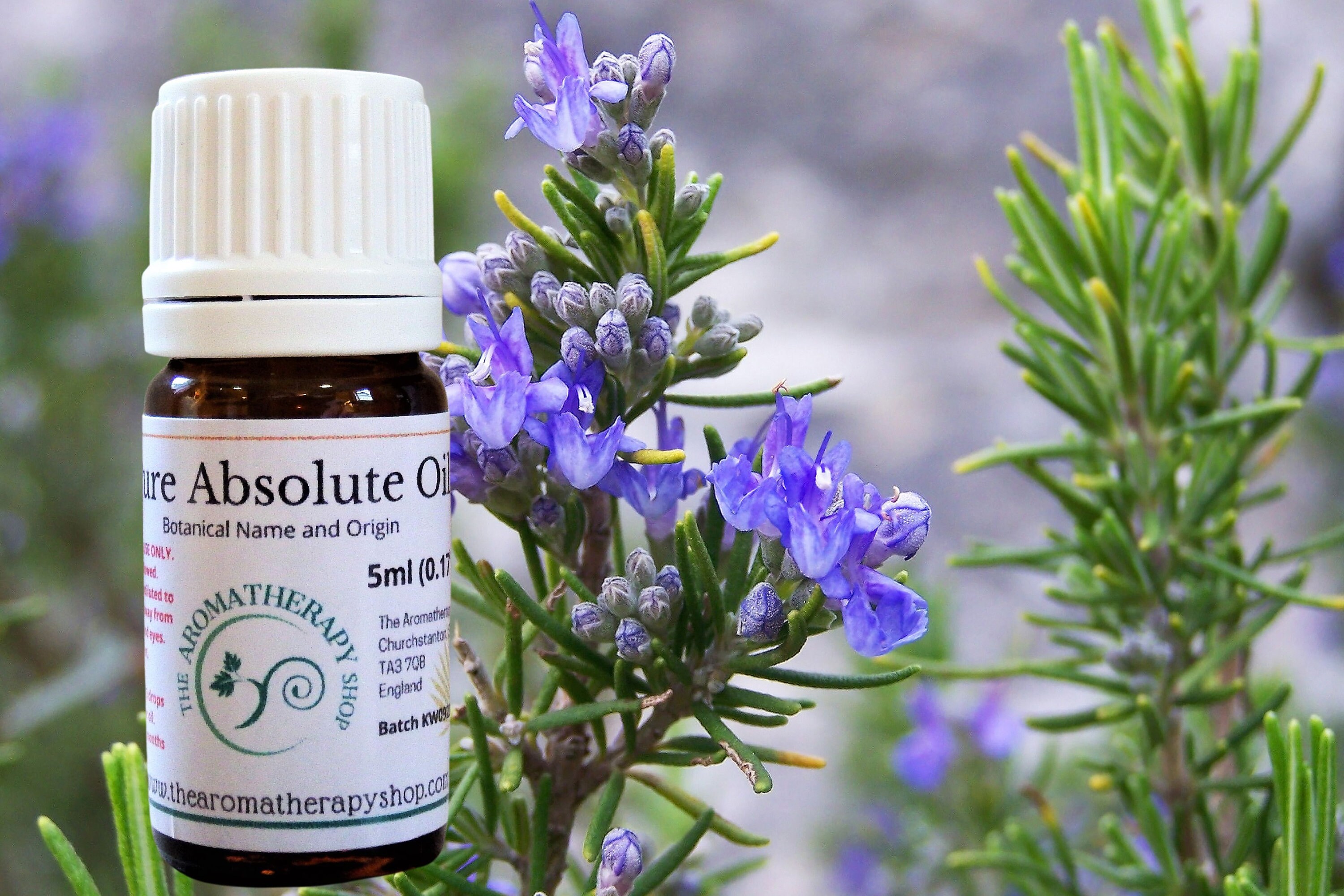 Rosemary Absolute Oil / Origin France