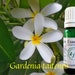 see more listings in the Pure Essential Oils section