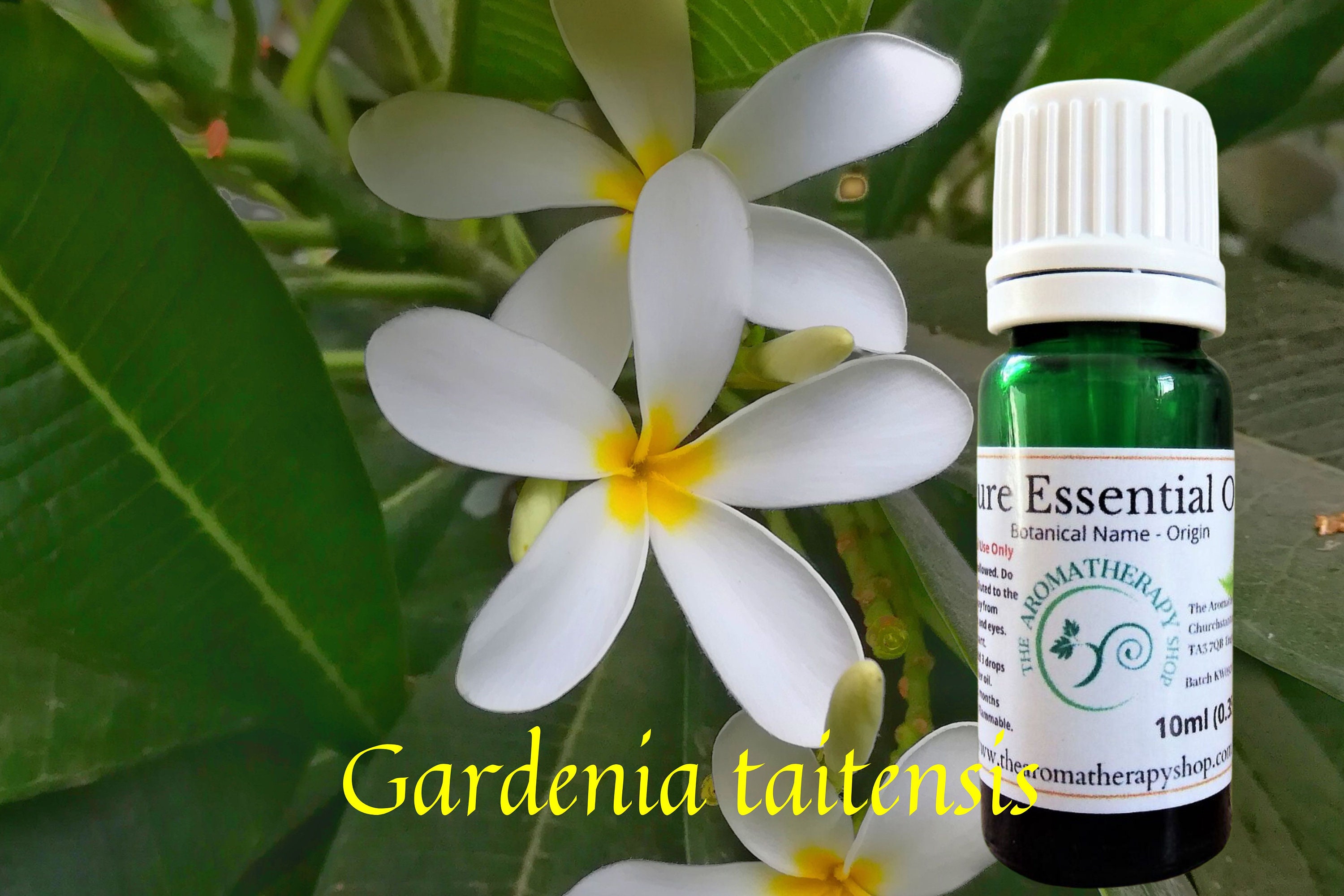 Rare Tiare Essential Oil, (Gardenia taitensis). 100% Pure and natural.