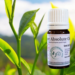 Green Tea Absolute Oil / Origin: Northern India