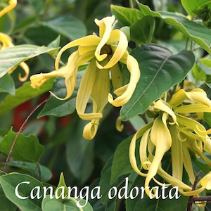Ylang Ylang Pure Absolute