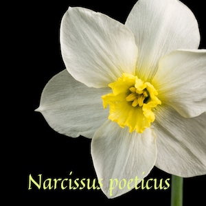 Narcissus Pure Absolute / Nargis Flowers