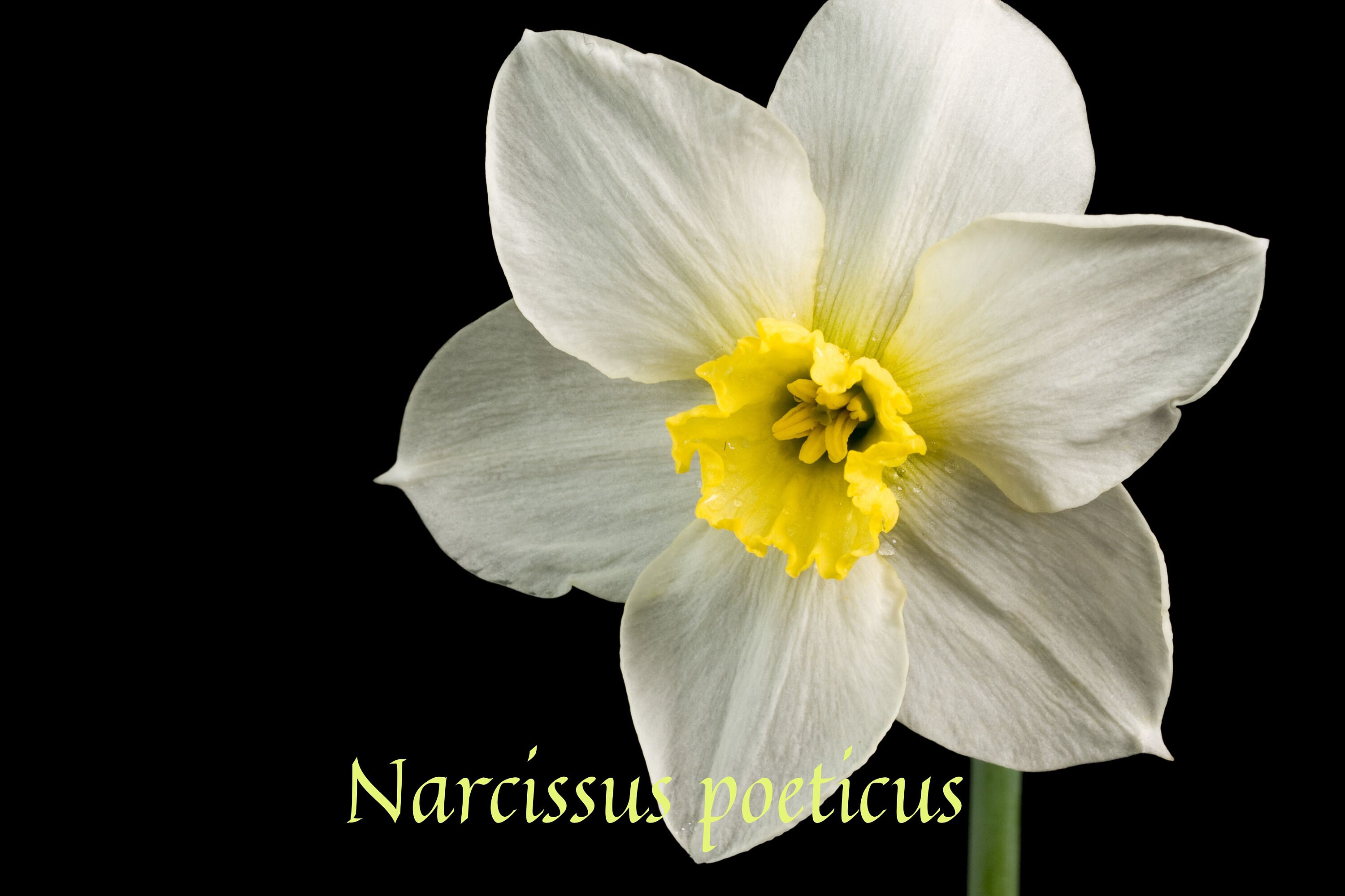 Narcissus [ナルシス] WEB STORE