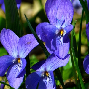 Egyptian Violet Essential Oil zdjęcie 2