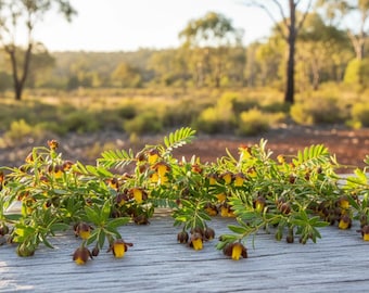 Base de perfumería natural Boronia / ¡Un aroma profundamente hermoso!