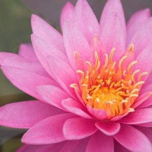 Pink Lotus Essential Oil / Origin: Northern India