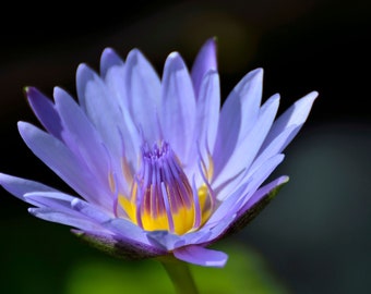 Blauwe Lotus etherische olie / stoomgedistilleerd