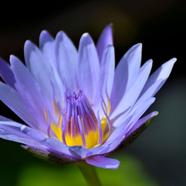 Blue Lotus Essential Oil / Steam Distilled