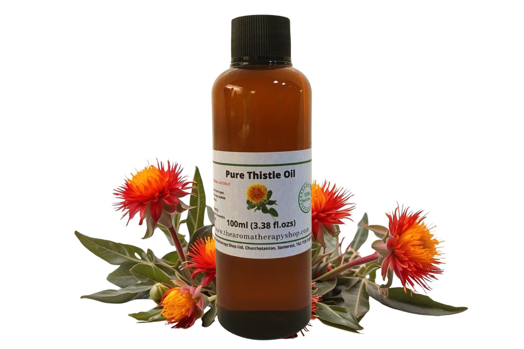 100 Samen Schottische Distel – Mehrjährig, Essbar, Für Garten Oder Balkon