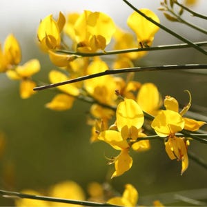 Aceite esencial de retama (origen Italia) imagen 2