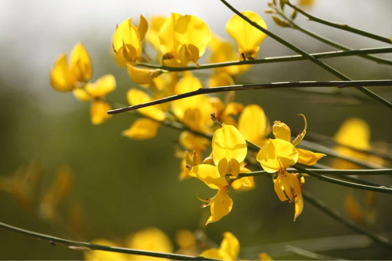 Aceite esencial de retama (origen Italia) imagen 2
