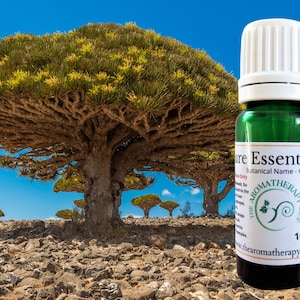 Olio essenziale di albero del drago / Profondo, dolce e muschiato