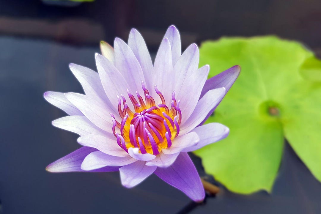 Lotus Body Lotion - Etsy