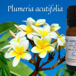Frangipani Pure Absolute / Rich, Fruity Floral