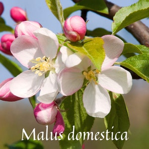 Diluição de perfume natural de extrato de flor de maçã