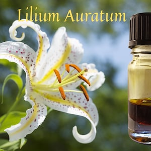 Perfumer&#39;s Lily Absolute/ Deep and Sensual!