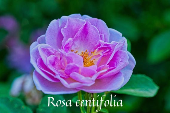 Rose Maroc Absolute / Origin Morocco