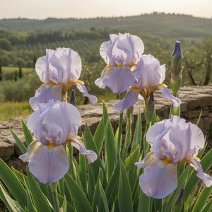 May include: A cluster of pale lavender iris flowers with yellow centers and green sword-shaped leaves. The blossoms feature delicate, ruffled petals and are positioned in front of a low stone wall with a rolling landscape in the background.