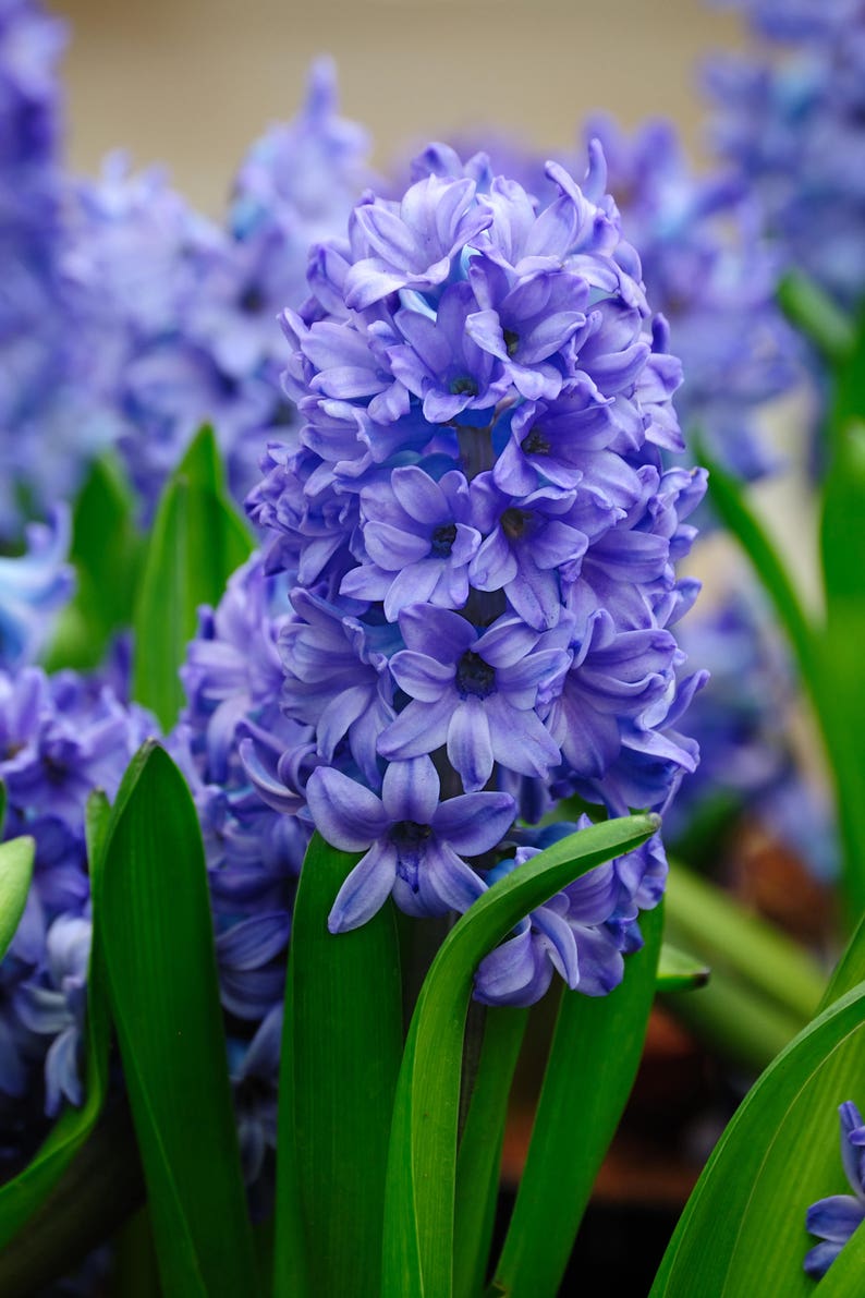 Hyacinth Absolute Oil / Origin: The Netherlands image 2