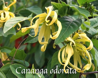 Absoluto puro de Ylang Ylang