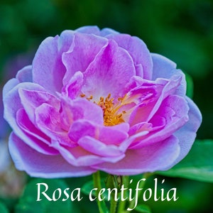 Organic Rose Maroc Absolute / Deeply Floral