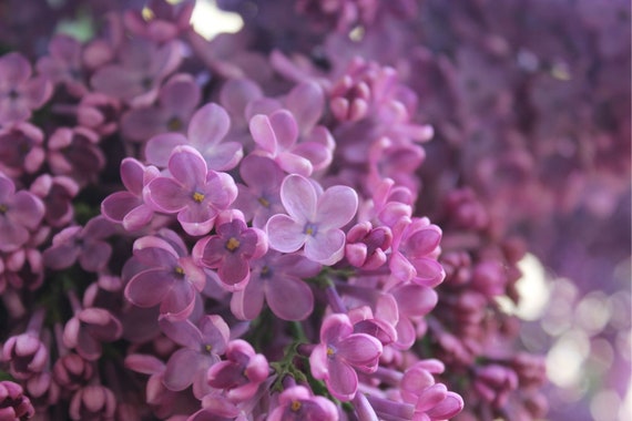 Egyptian Lilac Essential Oil