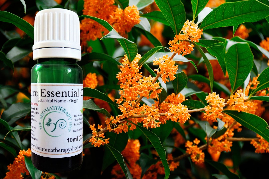 Osmanthus Essential Oil / Origin China Etsy