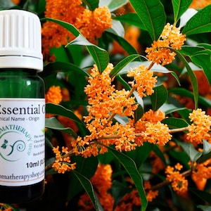 Osmanthus oil -  Österreich