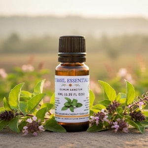 Olio essenziale di basilico sacro