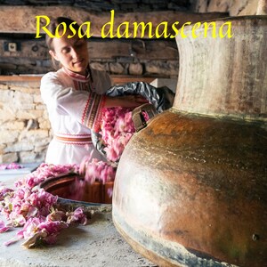Rose Damask Absolute / Sweet and Floral