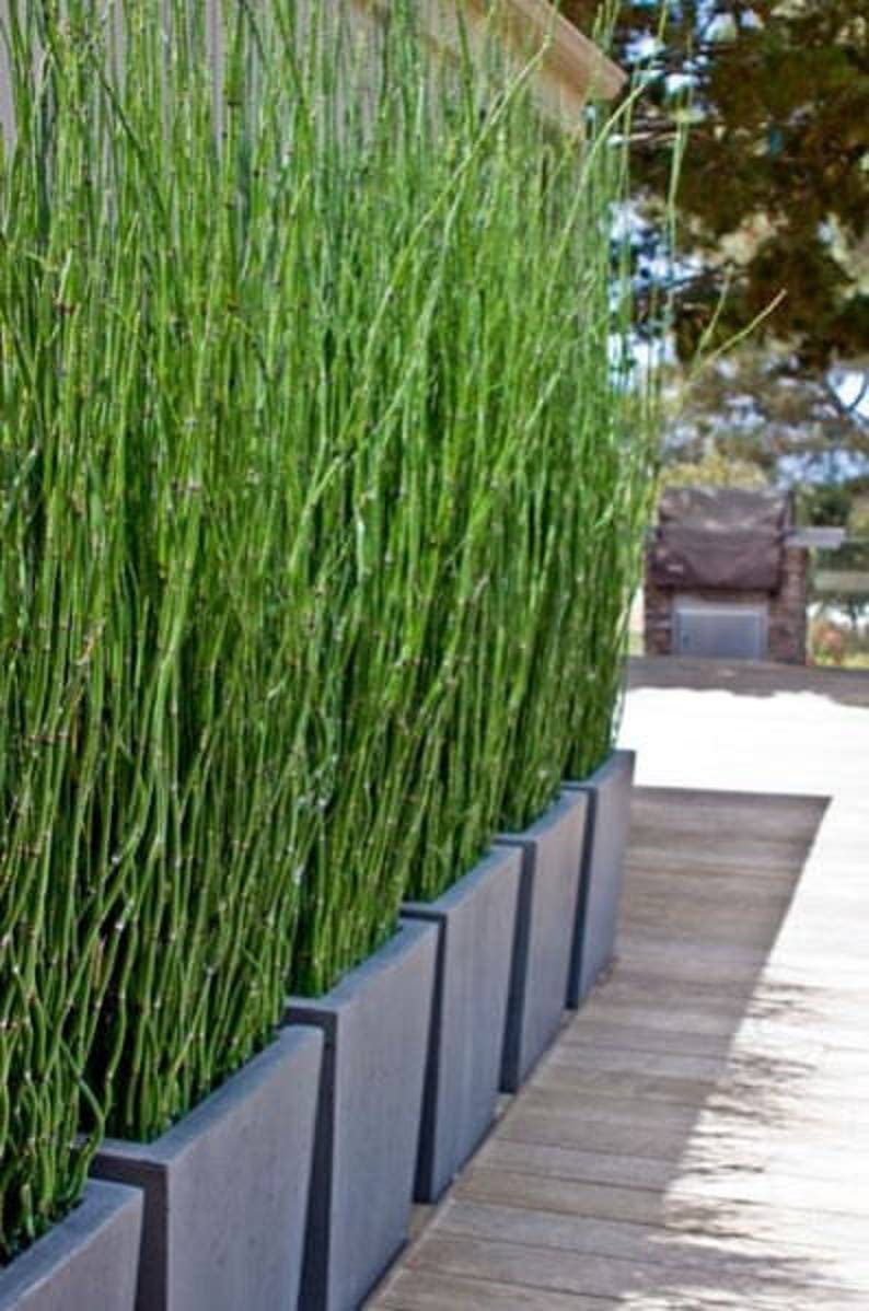 25 x Horsetail Reed Bamboo Looking Zen Garden &amp; Pond