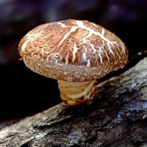 25 Organic Shiitake Mushroom Plugsgrow Mushrooms on Logs Etsy