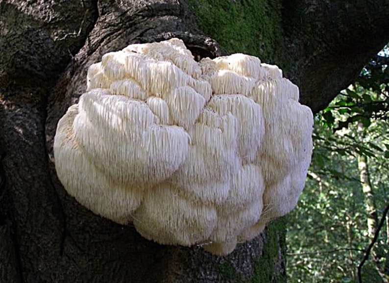 25 x Organic Super Lion's Mane Mushroom PlugsGrow Etsy