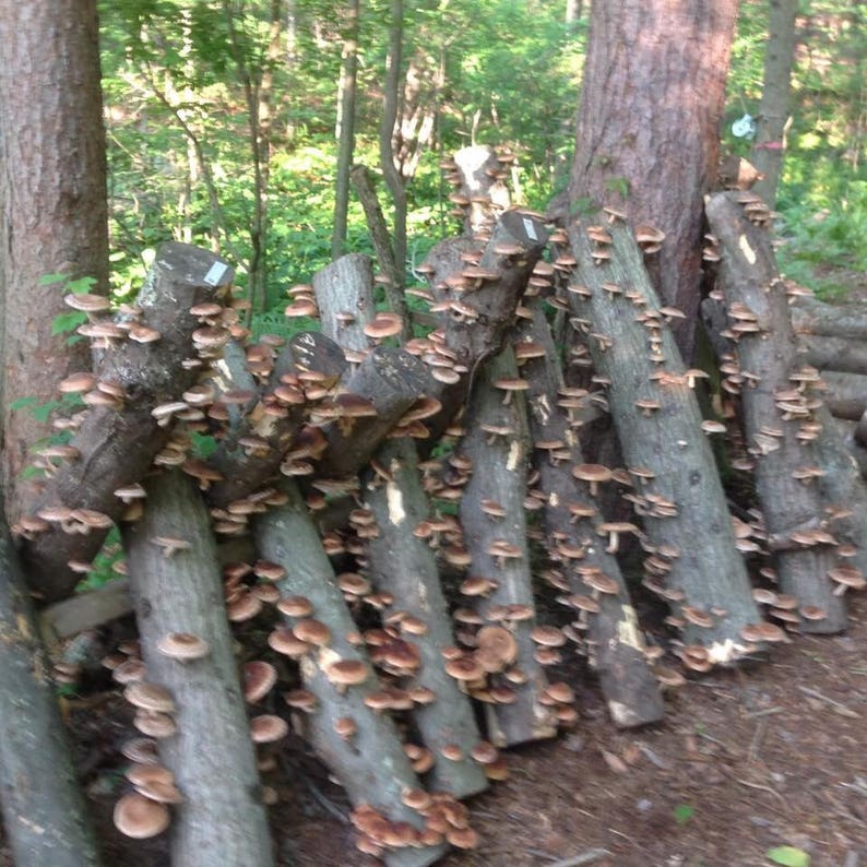 50 X Organic Super Shiitake Mushroom Plugsgrow Mushrooms on Etsy