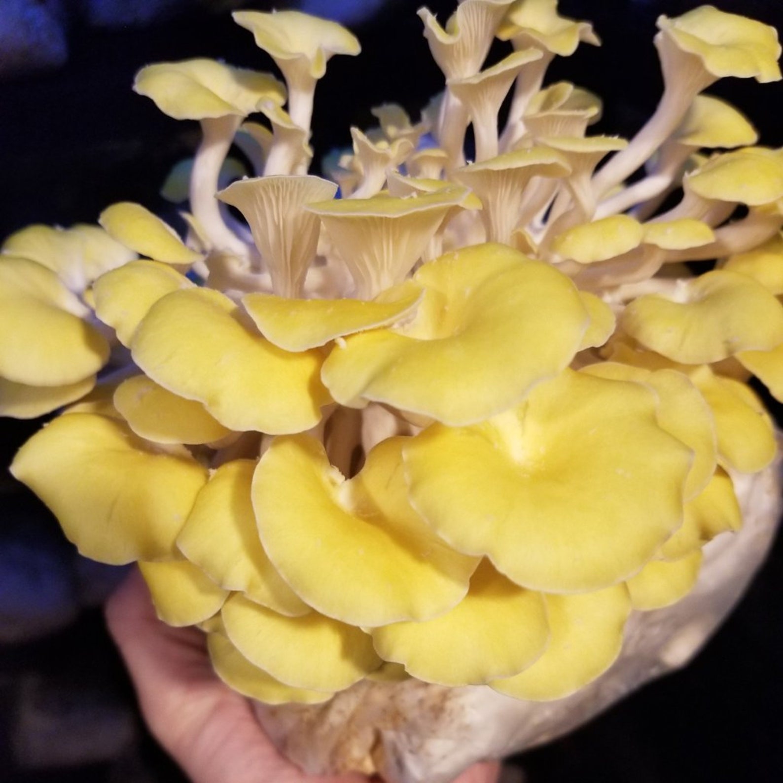 50 X Golden Oyster Mushroom Plugs Grow Your Own Mushrooms Etsy