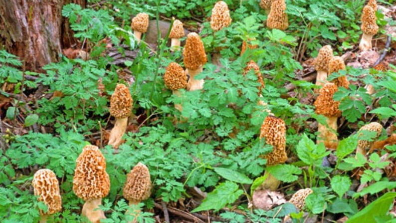 Morel Mushroom Spores in Sawdust Bag Garden Mushroom Seed  Etsy