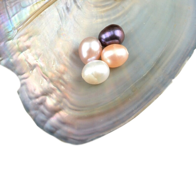 USA Seller 810mm Pearl in Oyster Wholesale Pearl Oysters Etsy