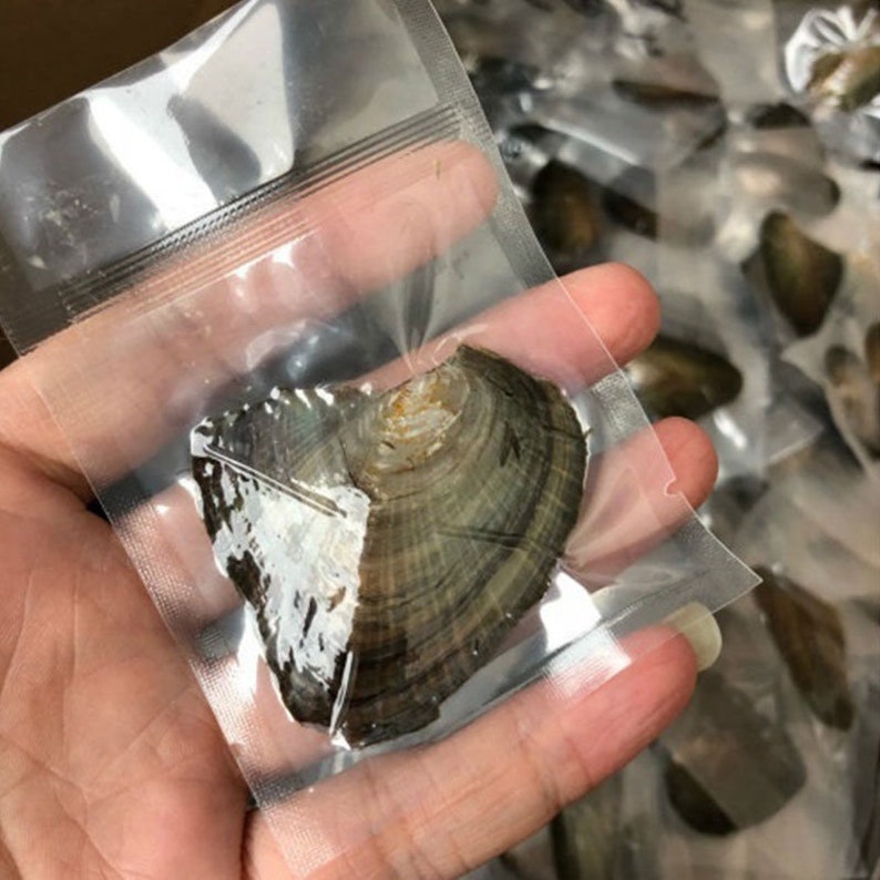 USA Seller 810mm Pearl in Oyster Wholesale Pearl Oysters Etsy