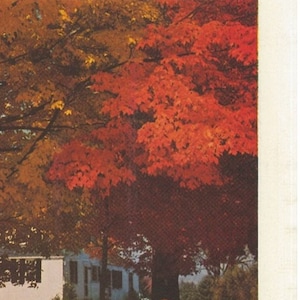 COLORFUL FALL FOLIAGE Scene The Saturday Evening Post 1955 Advertising American Cyanamid Company Old Ad Free Shipping Included image 3