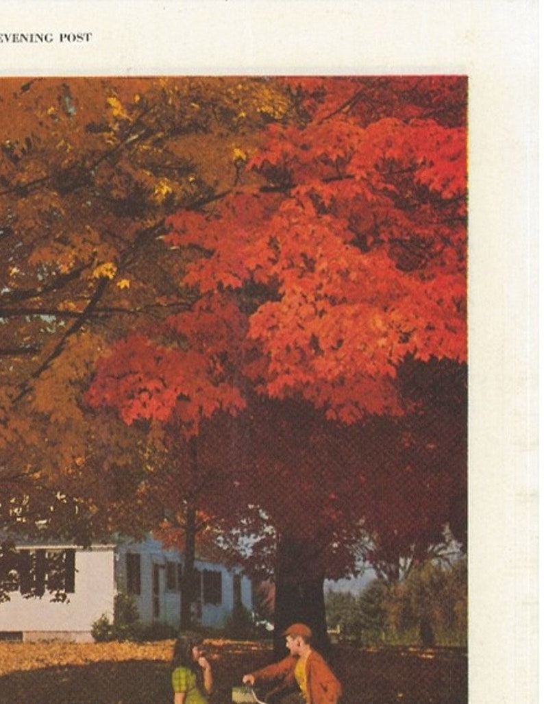 COLORFUL FALL FOLIAGE Scene The Saturday Evening Post 1955 Advertising American Cyanamid Company Old Ad Free Shipping Included image 3