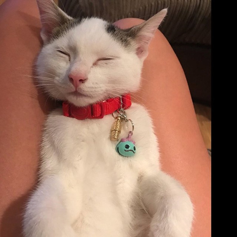 fitting a cat collar