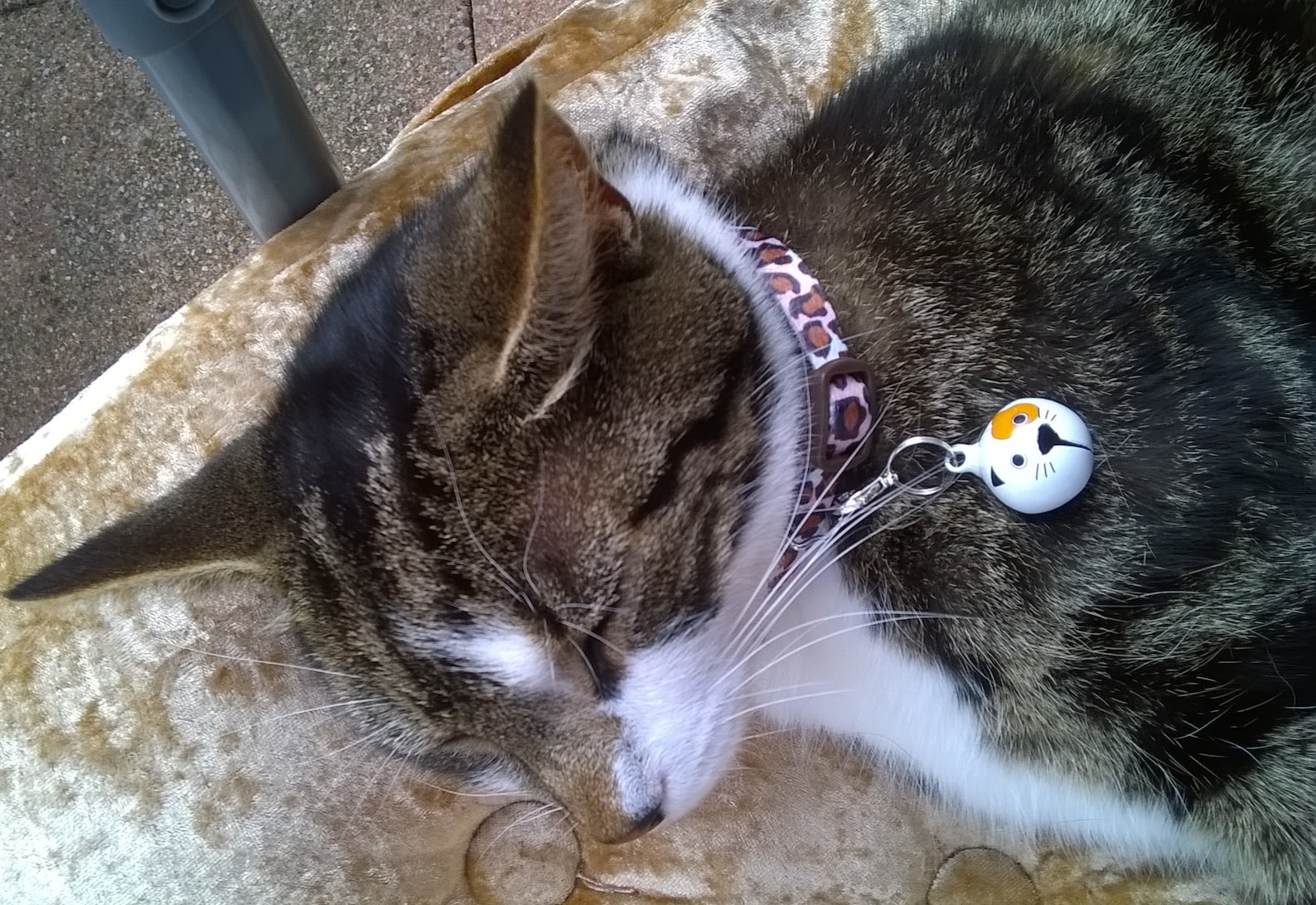 Cat Collar Bell Have You Got a Cute Little Tabby Cat LOUD Etsy